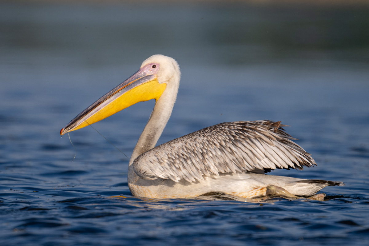 Great White Pelican