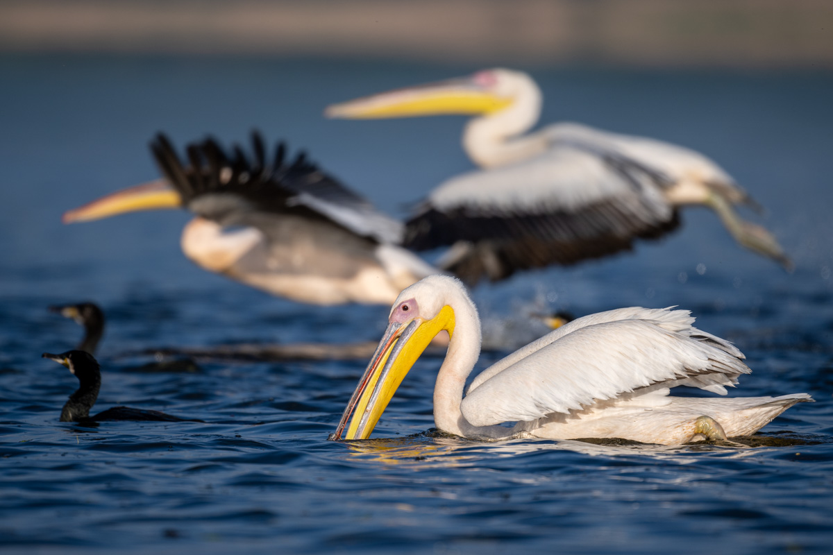 Great White Pelican