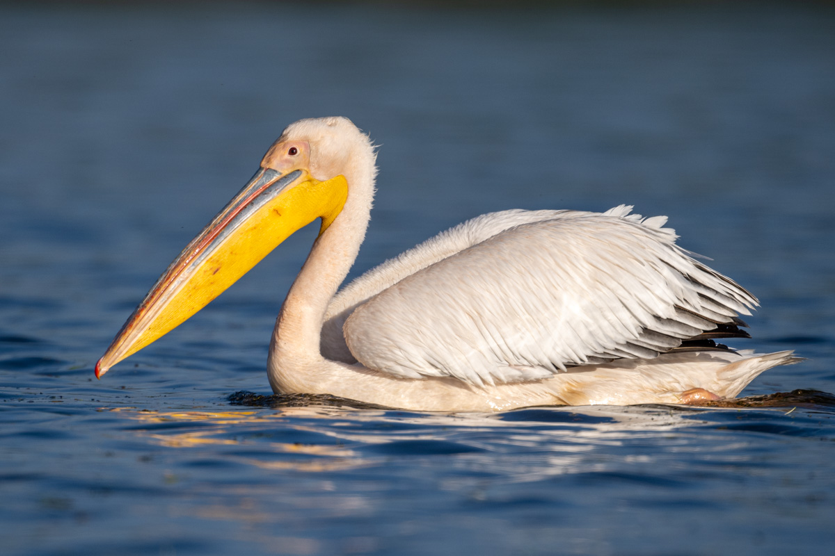 Great White Pelican