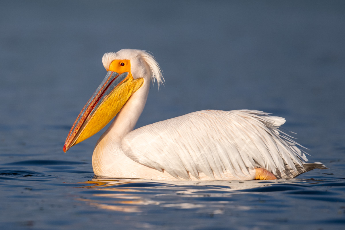 Great White Pelican