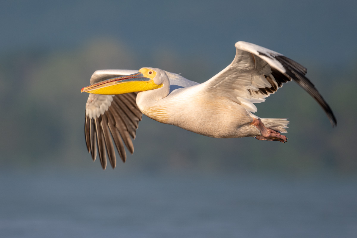 Great White Pelican