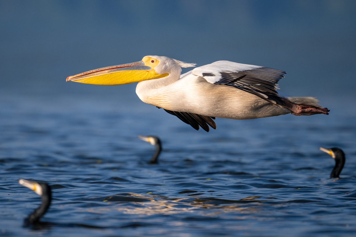 Great White Pelican