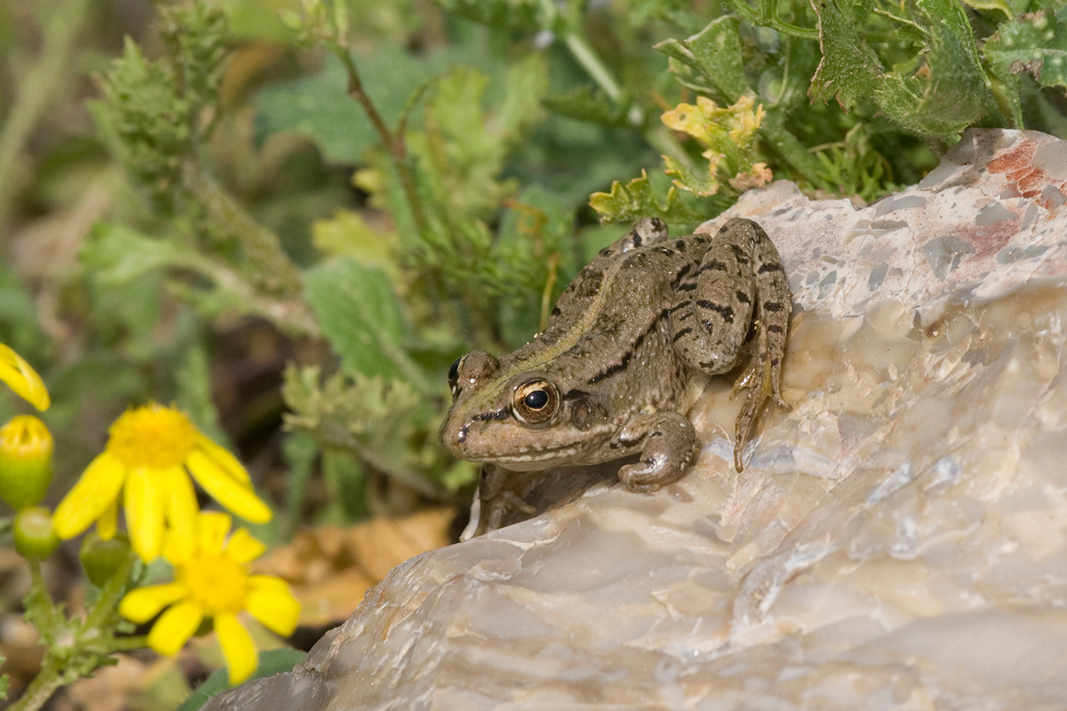 Levant Water Frog