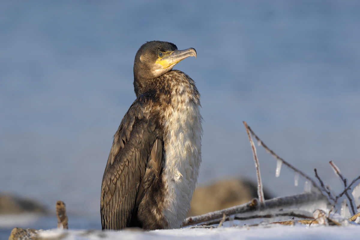 Great Cormorant