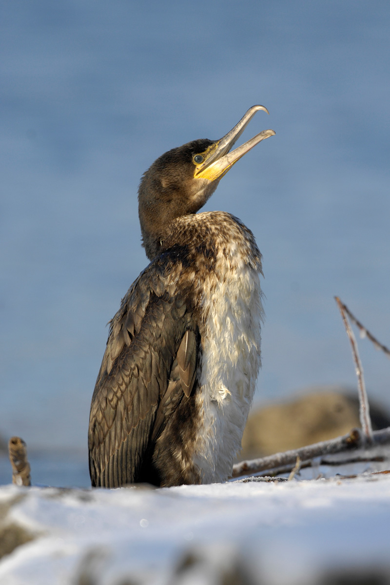 Great Cormorant