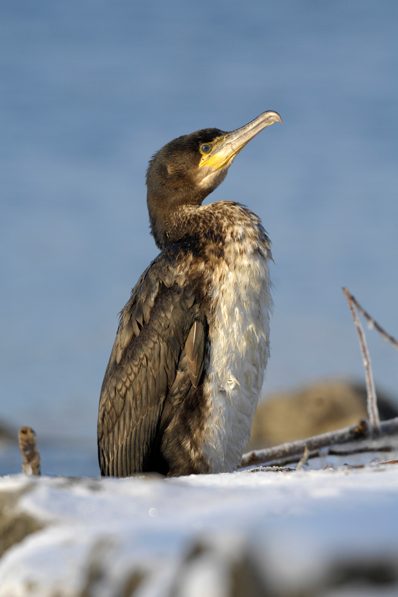 Great Cormorant