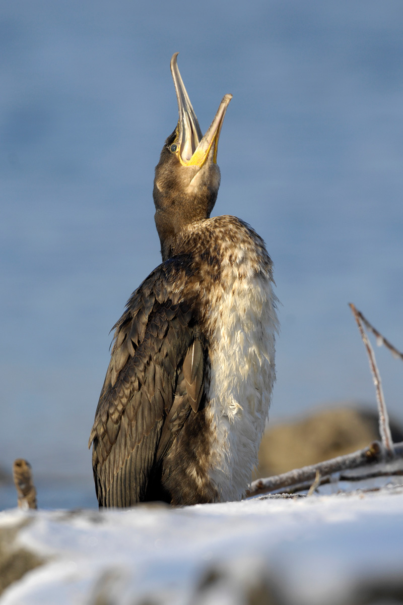 Great Cormorant