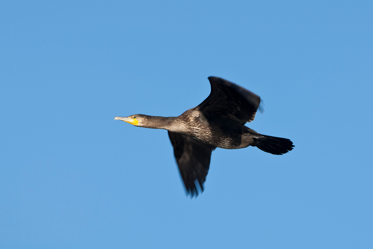 Great Cormorant