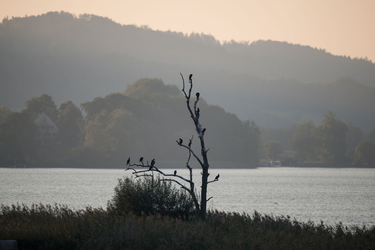 Great Cormorant