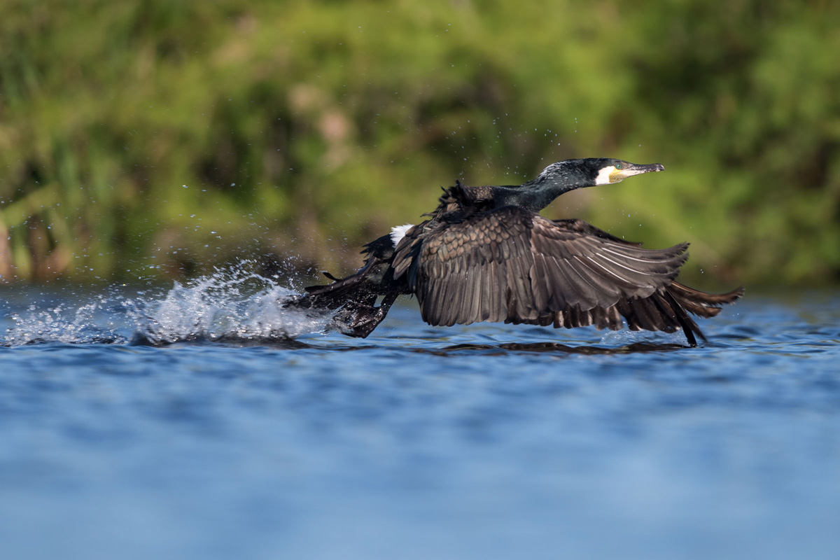 Great Cormorant