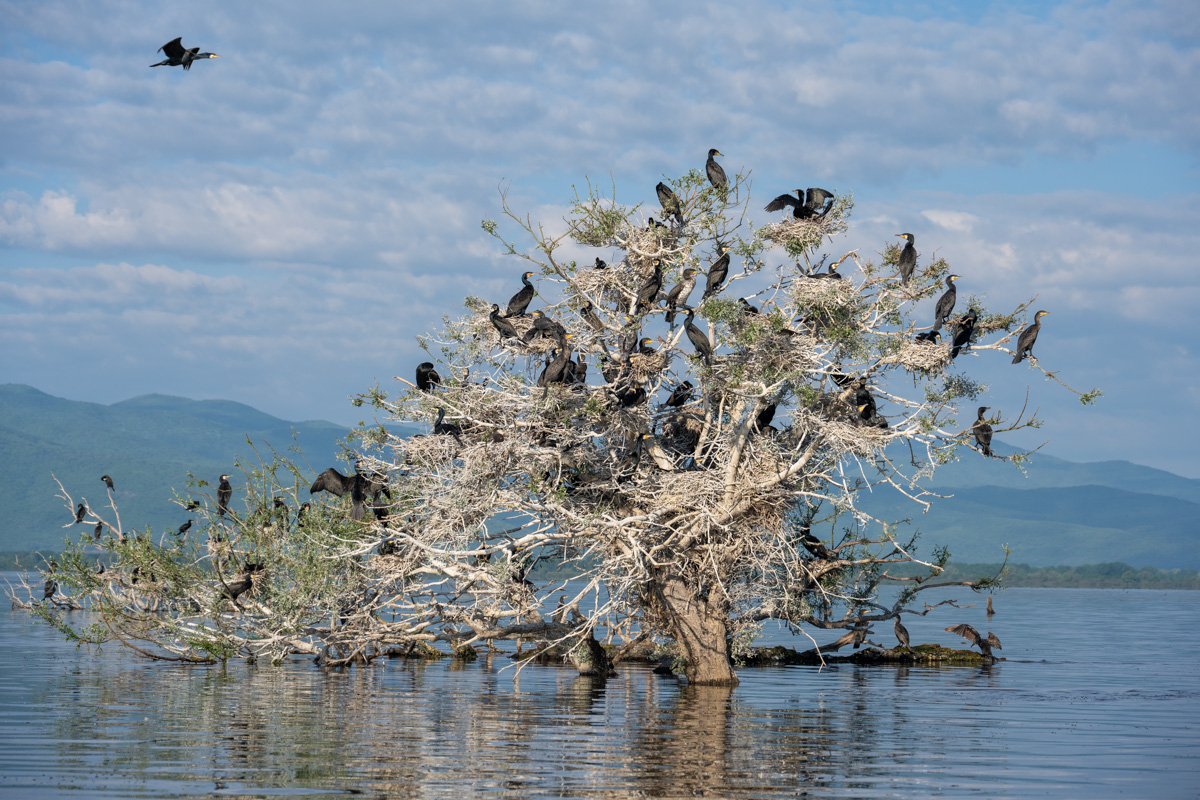 Great Cormorant