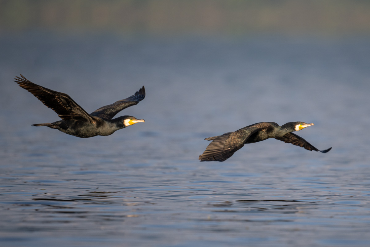 Great Cormorant