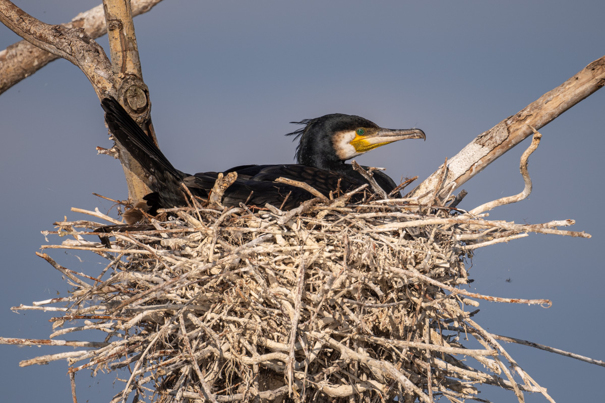 Great Cormorant