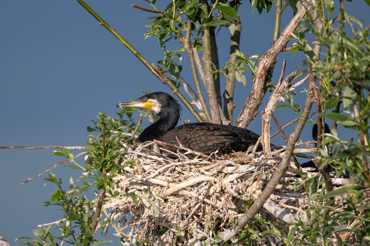 Great Cormorant