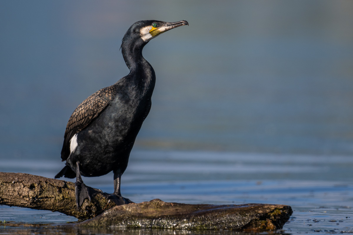 Great Cormorant