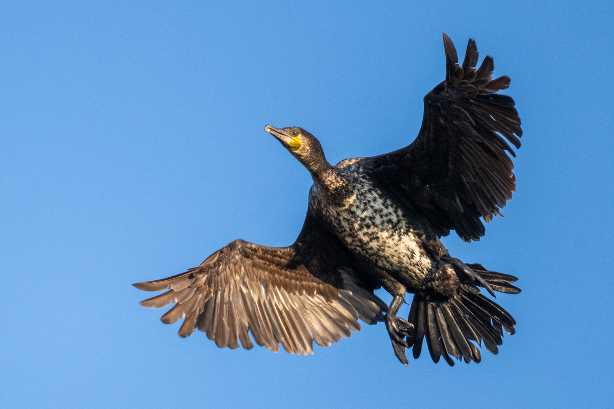 Great Cormorant