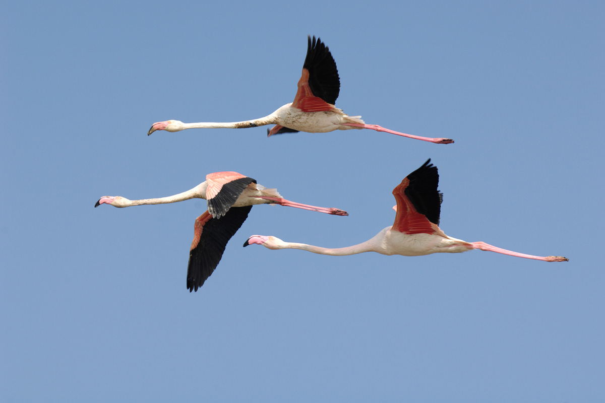 American Flamingo