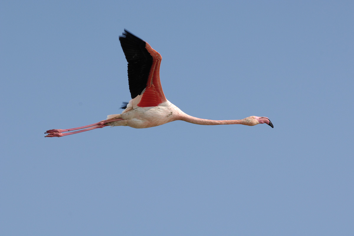 American Flamingo