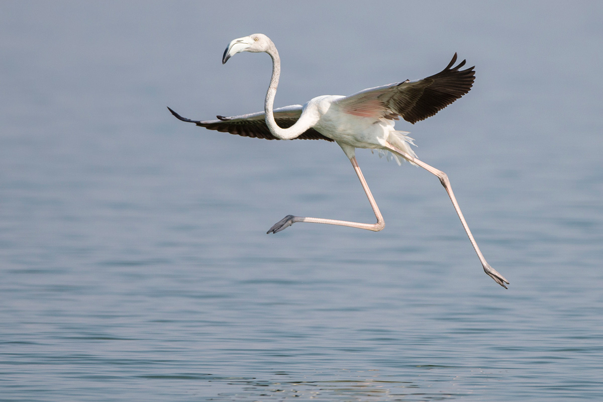 Greater Flamingo