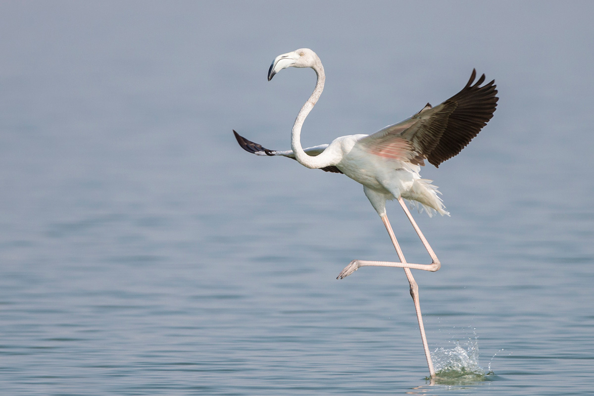 Greater Flamingo