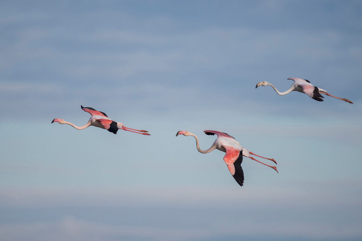 Greater Flamingo