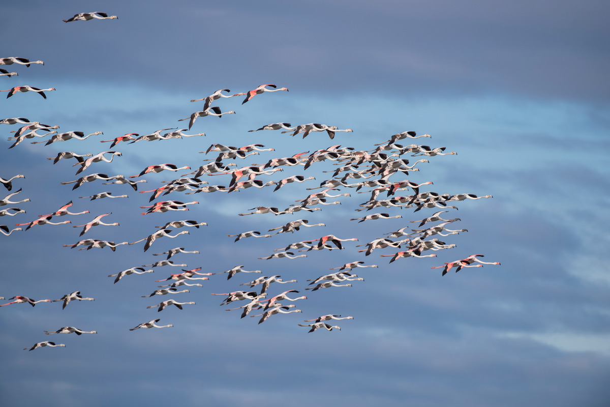 Greater Flamingo