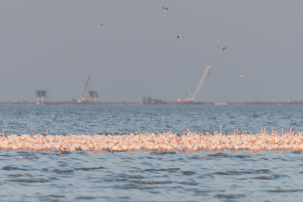 Greater Flamingo