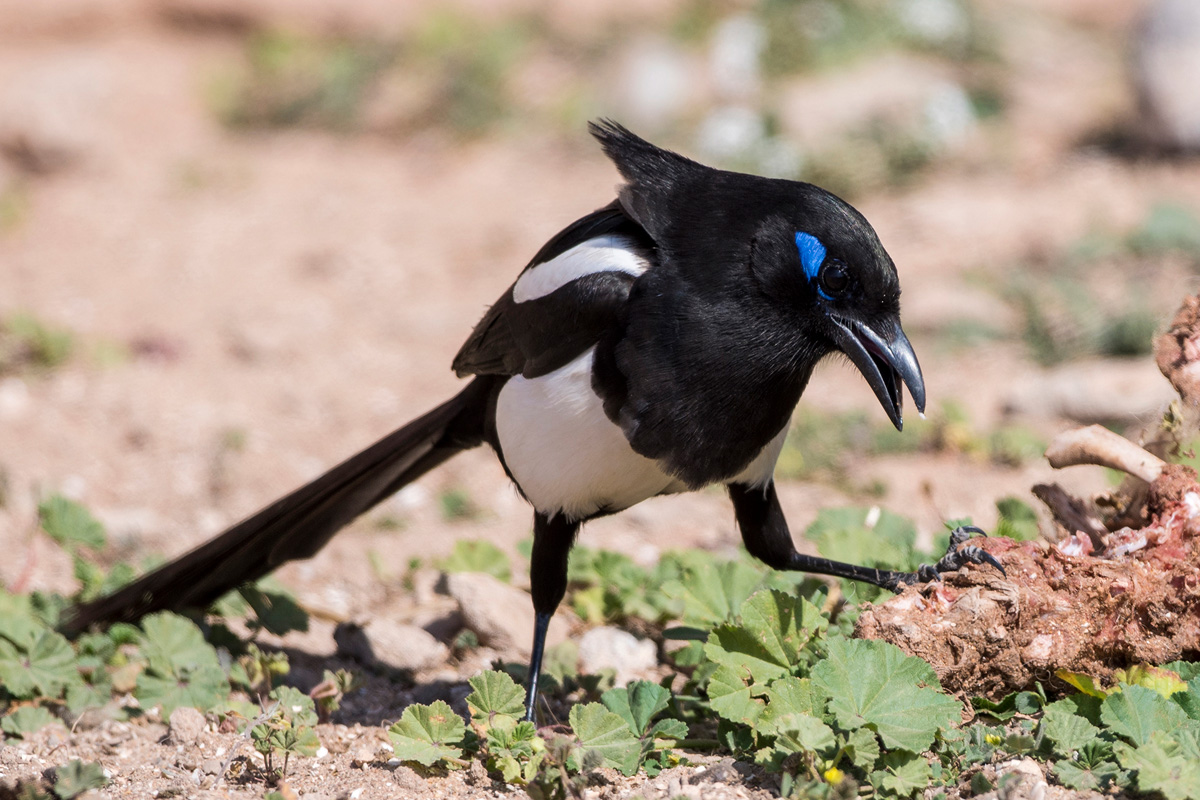 Maghreb Magpie