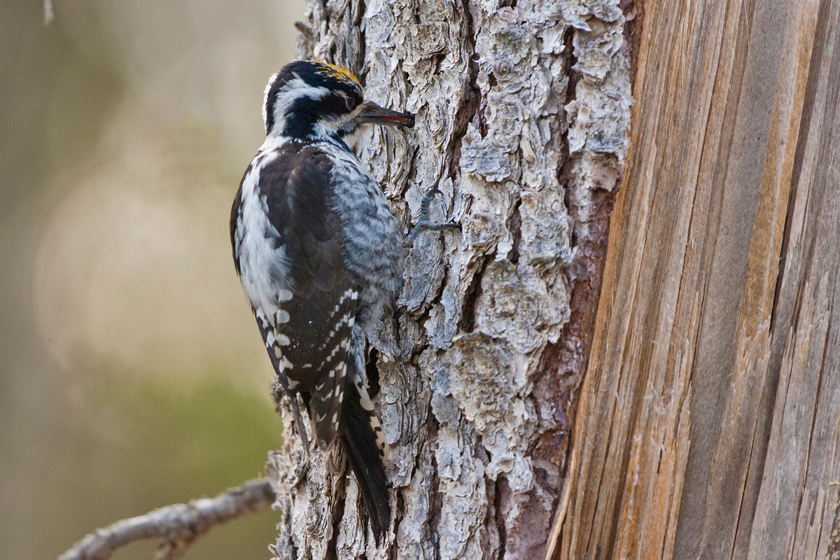 Three-toed Woodpecker