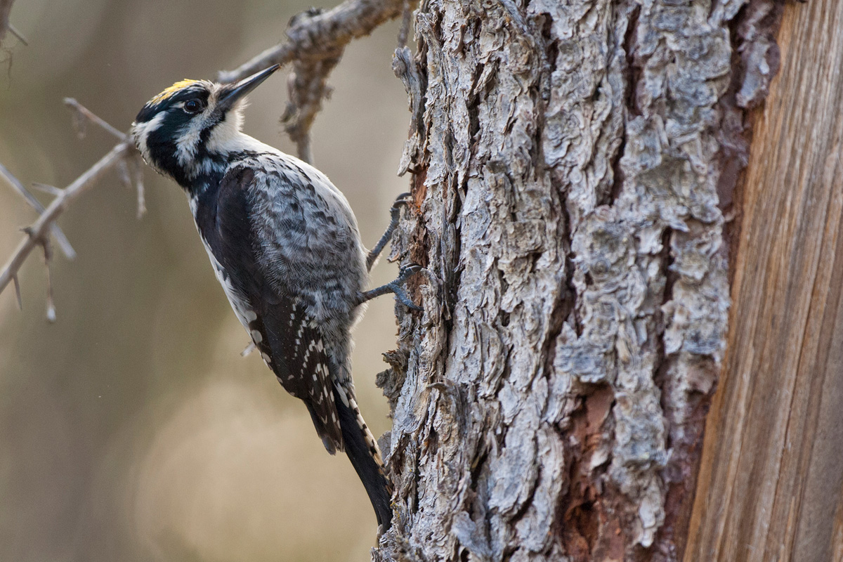 Three-toed Woodpecker