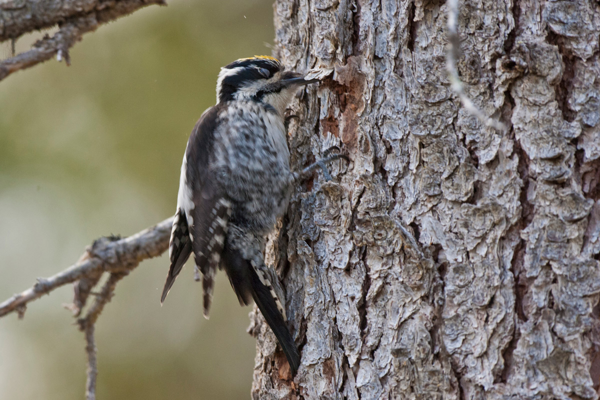 Three-toed Woodpecker