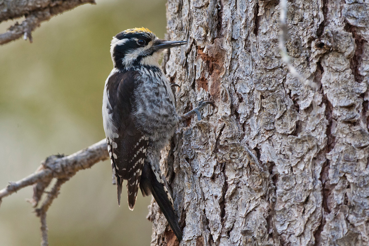 Three-toed Woodpecker