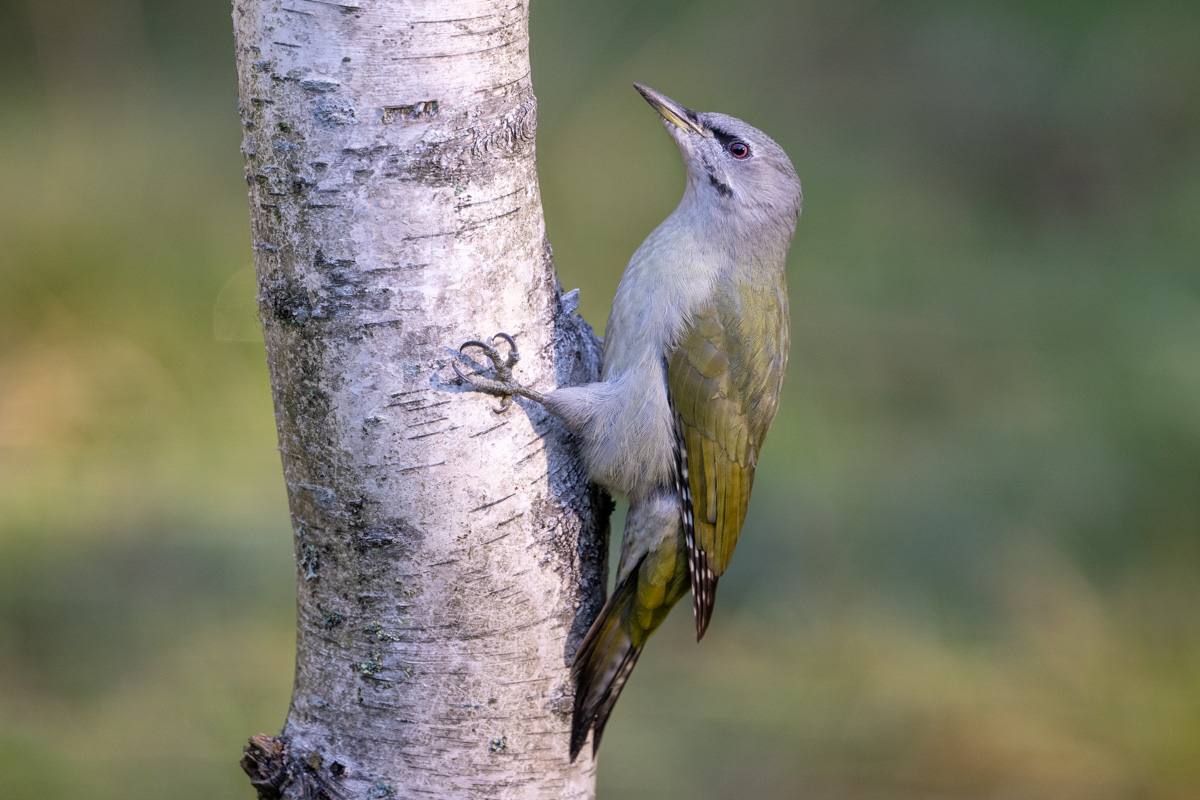 Grey-headed Woodpecker