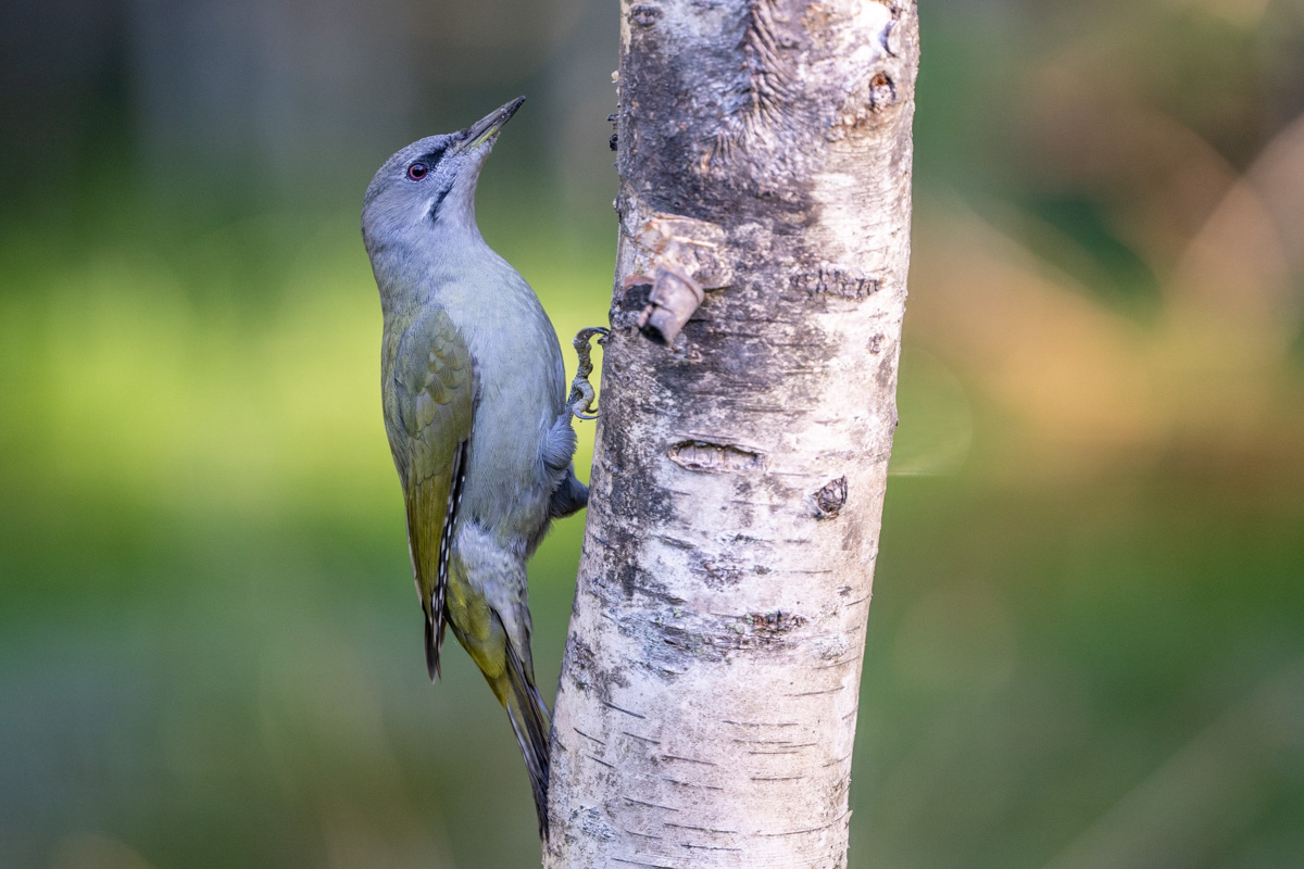 Grey-headed Woodpecker