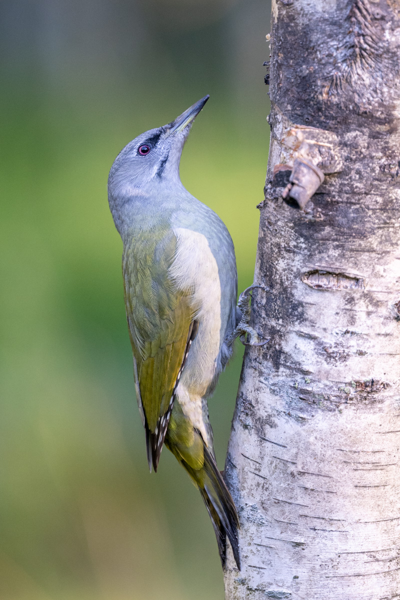 Grey-headed Woodpecker