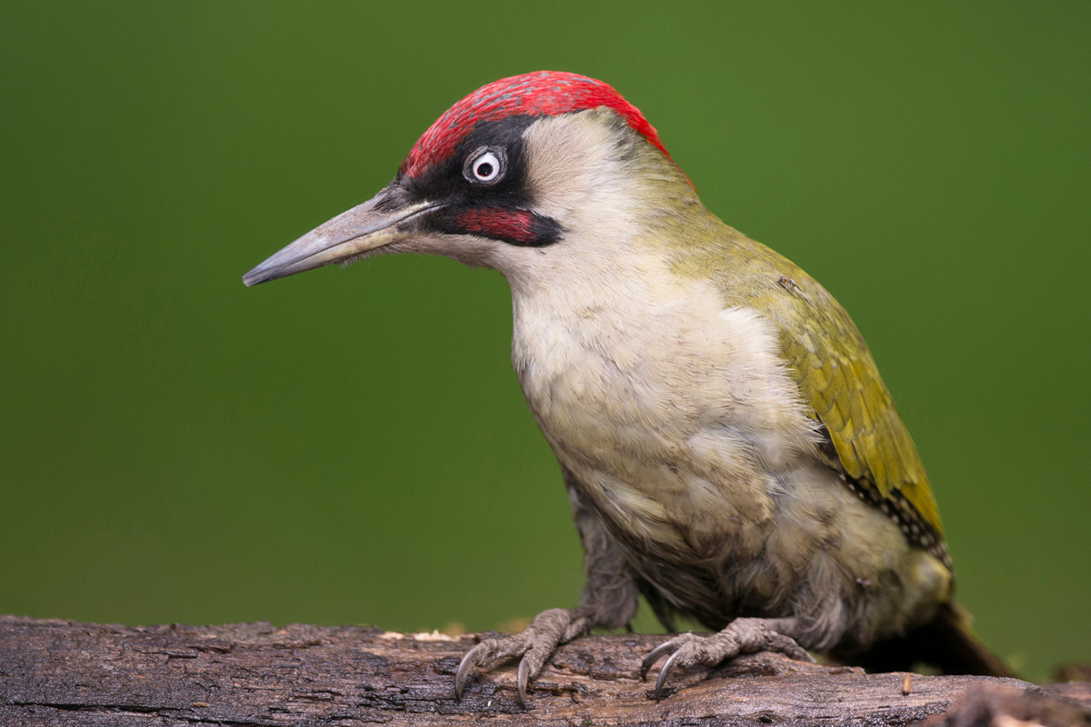 European Green Woodpecker