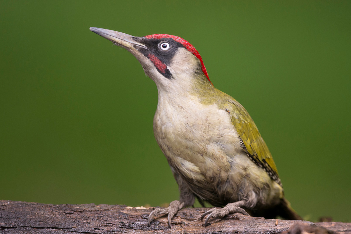 European Green Woodpecker