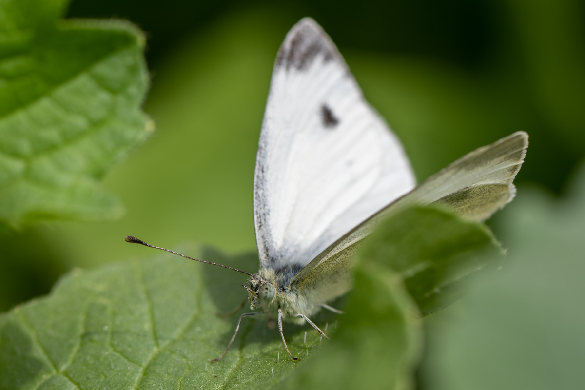 Southern Small White