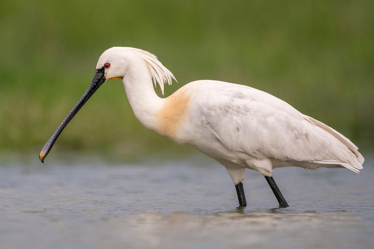 Eurasian Spoonbill