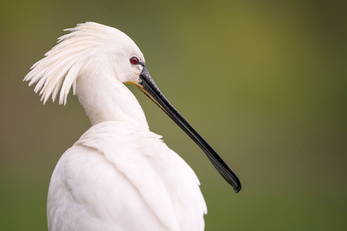 Eurasian Spoonbill