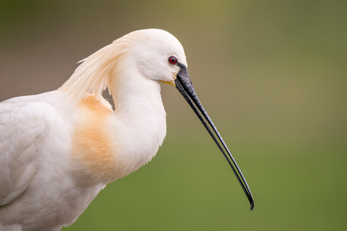 Eurasian Spoonbill