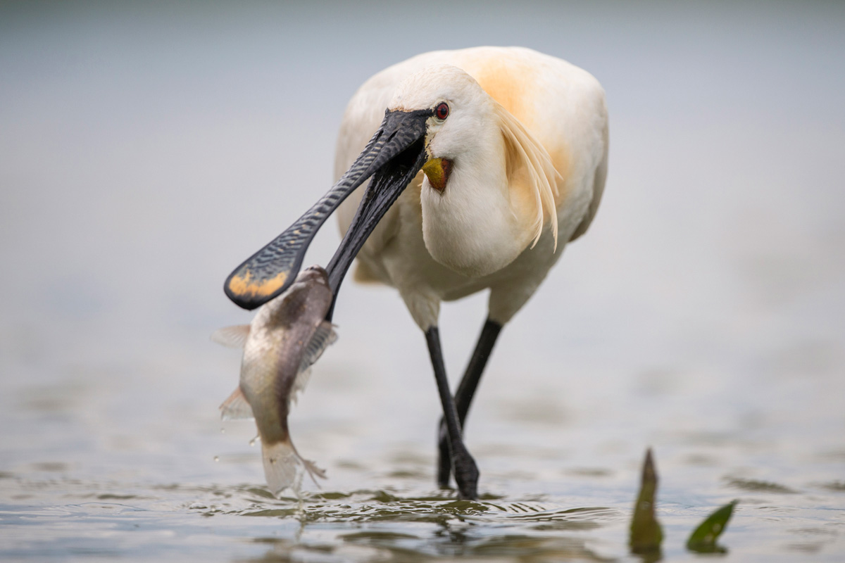 Eurasian Spoonbill