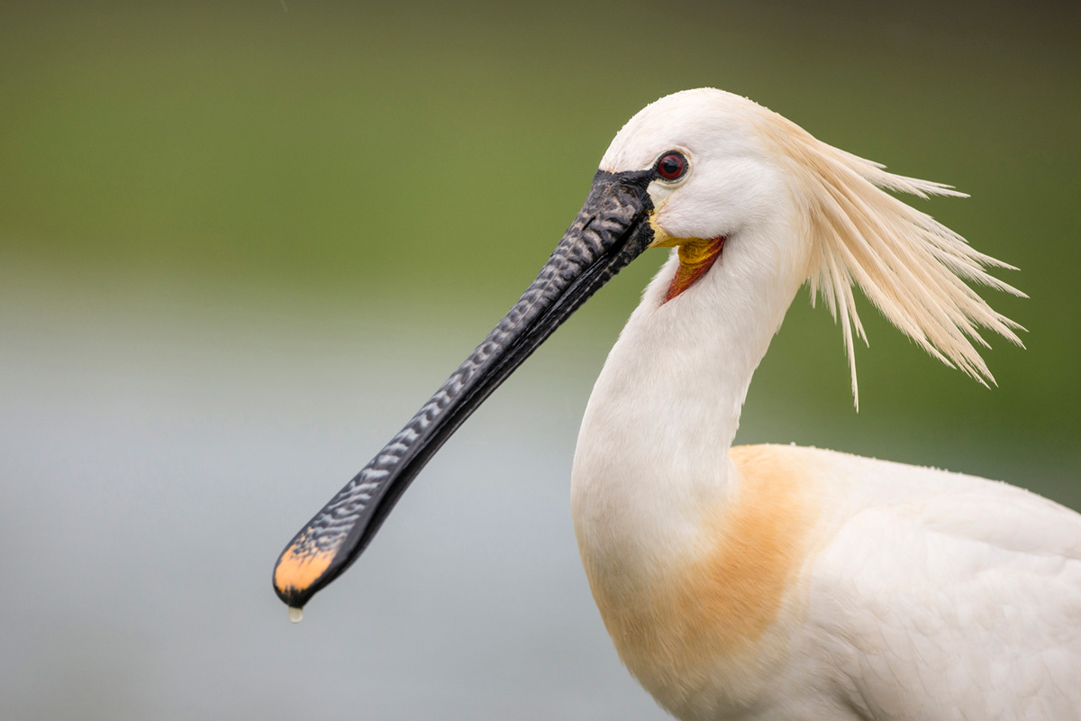 Eurasian Spoonbill