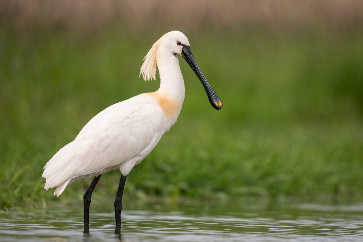 Eurasian Spoonbill