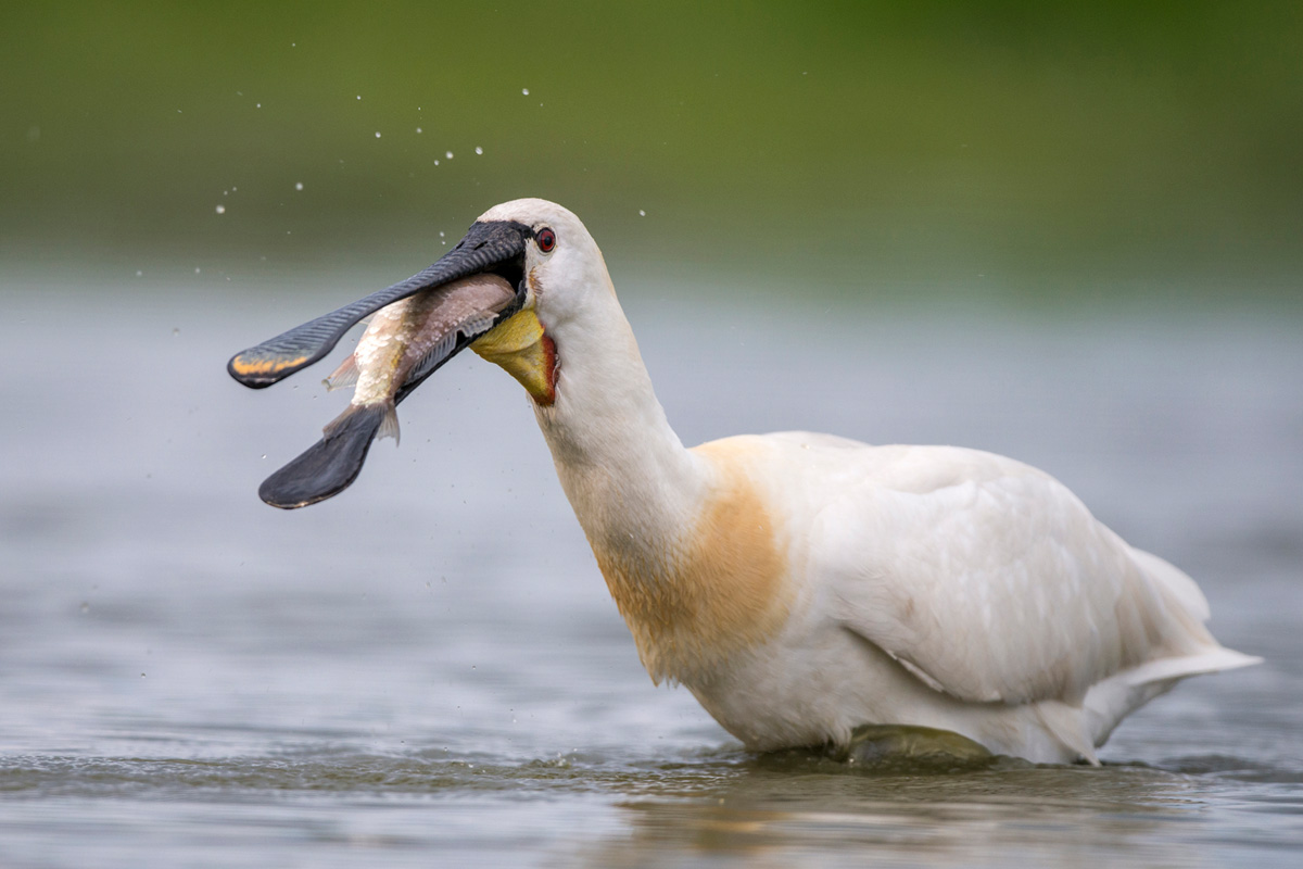 Eurasian Spoonbill