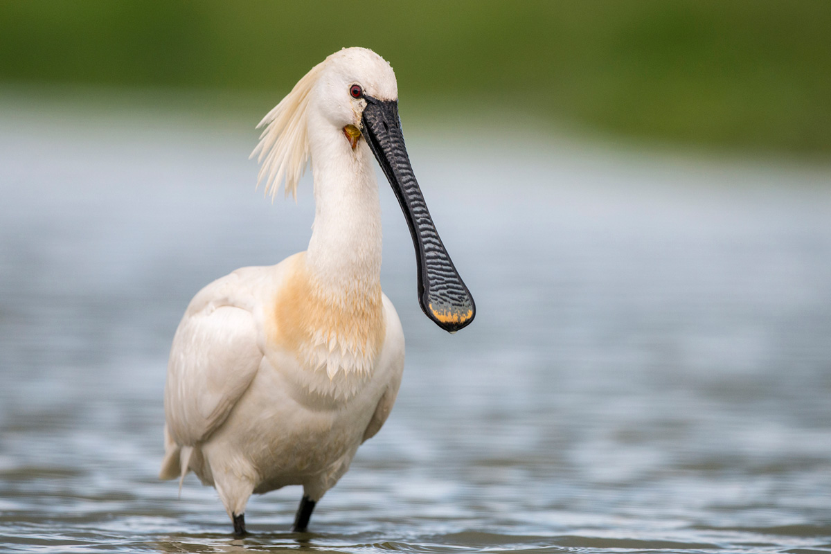 Eurasian Spoonbill