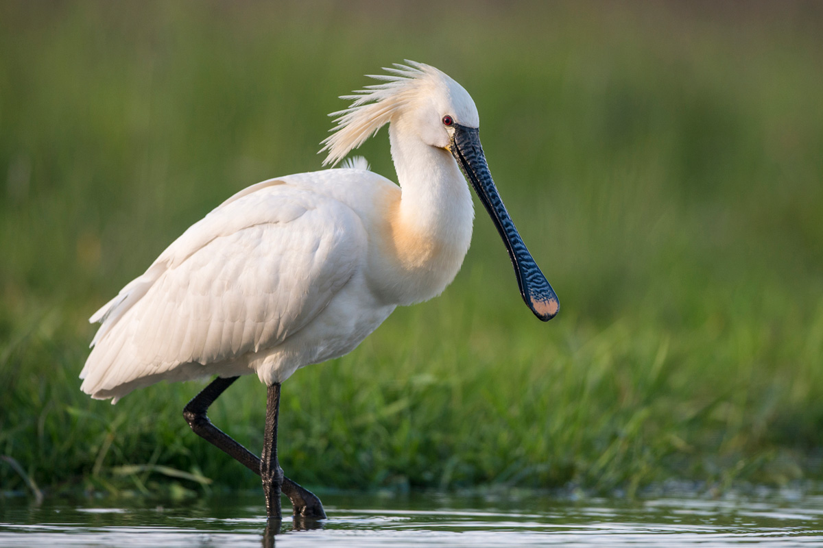 Eurasian Spoonbill