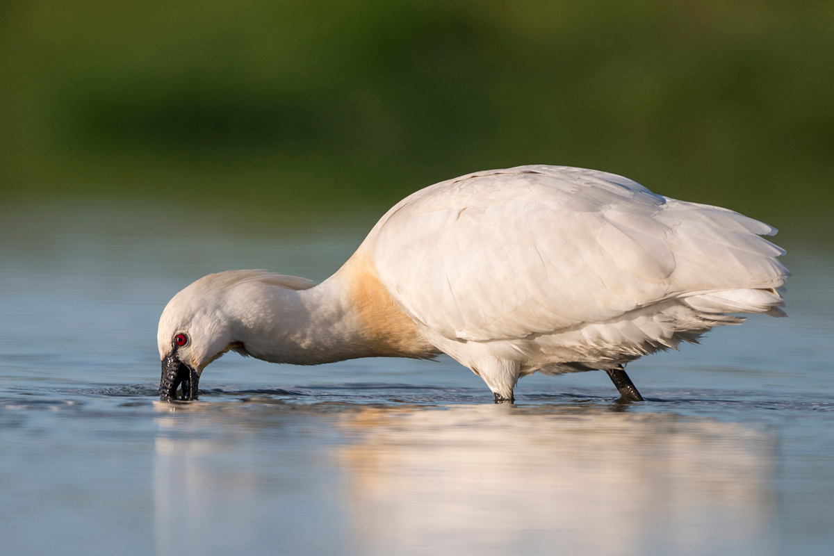 Eurasian Spoonbill