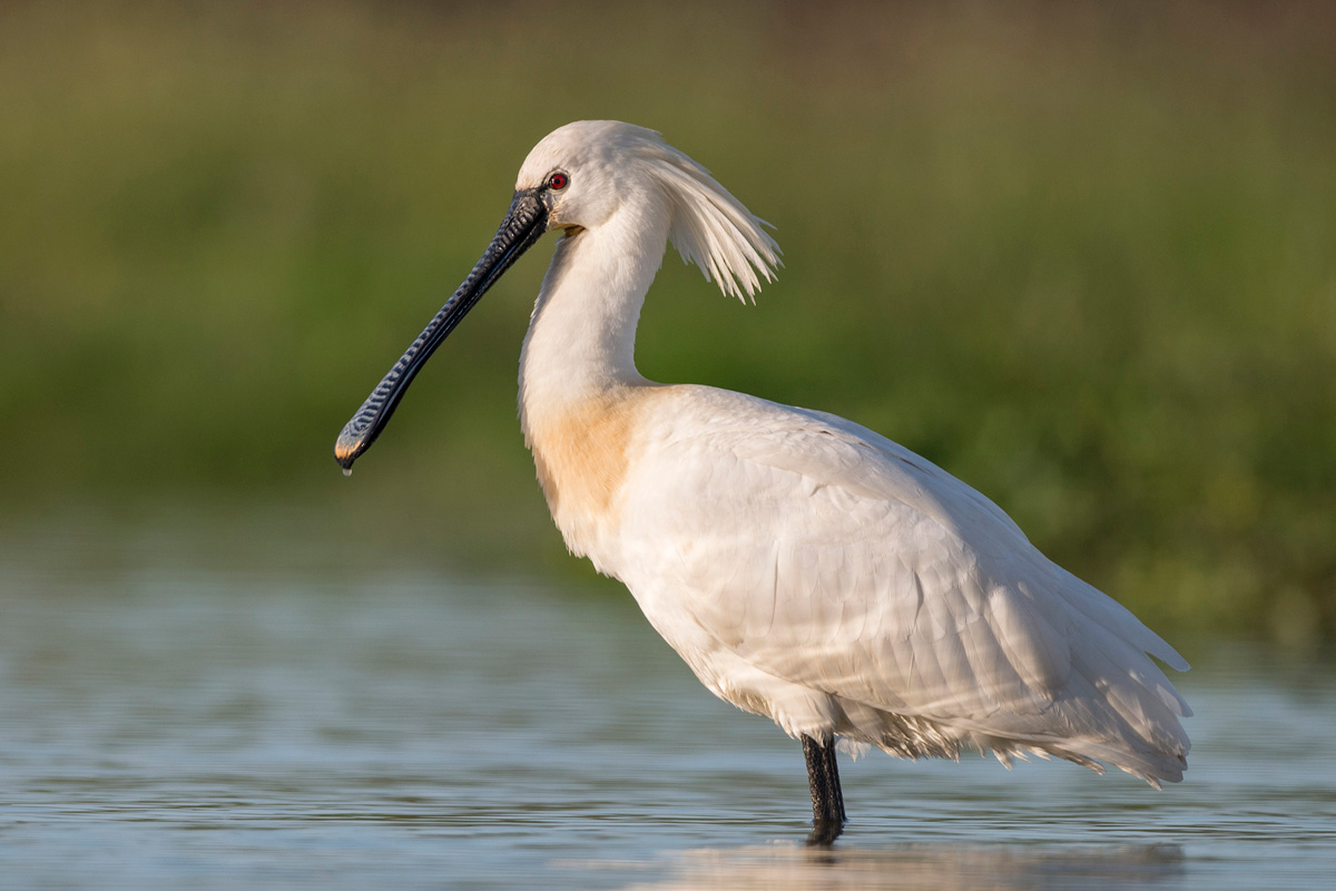 Eurasian Spoonbill