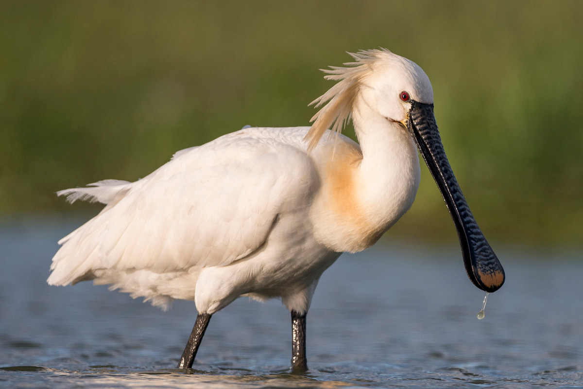 Eurasian Spoonbill